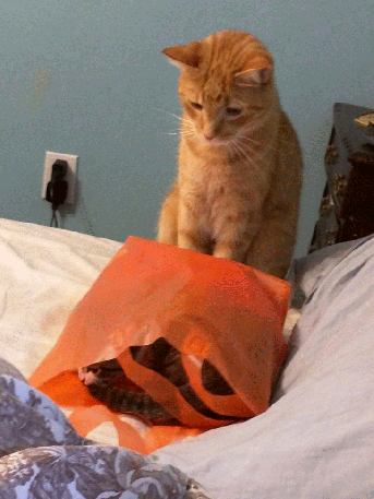 orange tabby and kitten in a bag